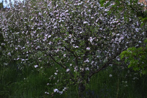 Apple tree